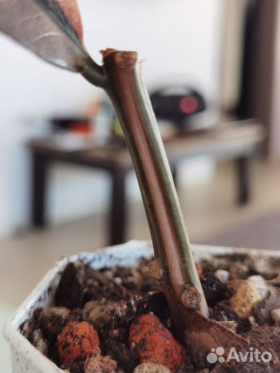 Замиокулькас вариегатный блек пинк оранж