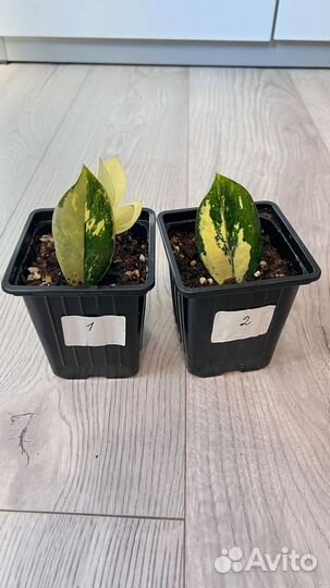 Замиокулькас вариегатный Шорт Лив