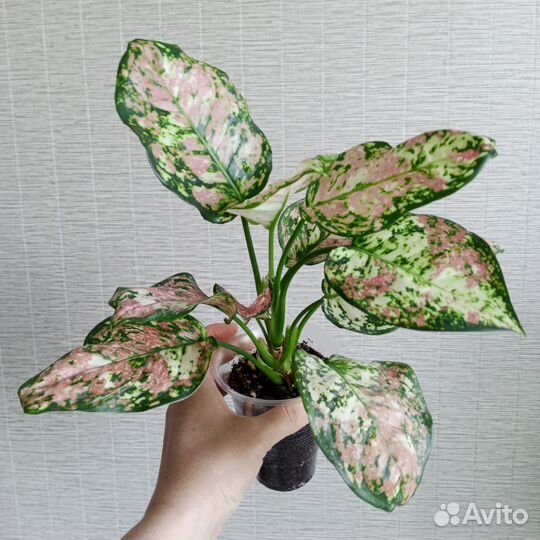 Аглаонема анимани триколор