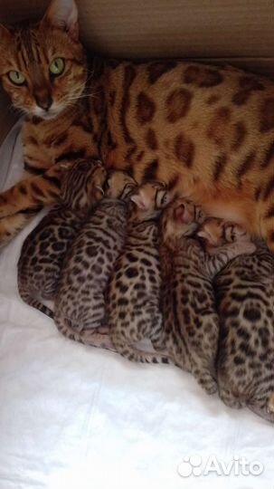 Бенгальские котята