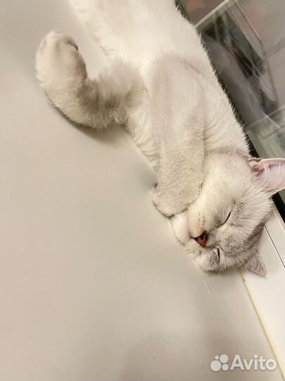 Серебристая шиншилла кошка