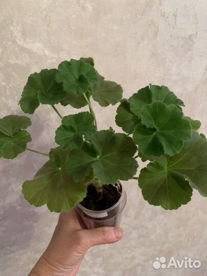 Пеларгония