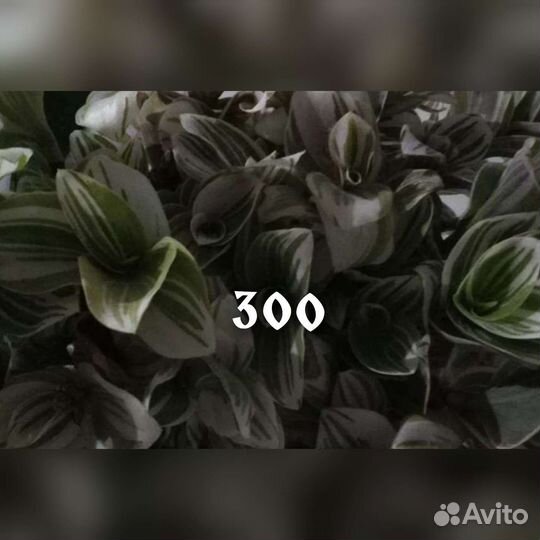 Продаю комнатные цветы