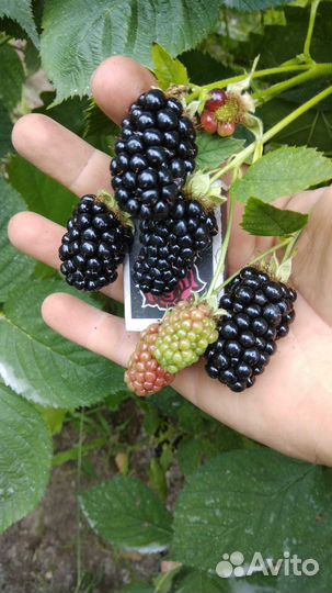 Саженцы ежевики