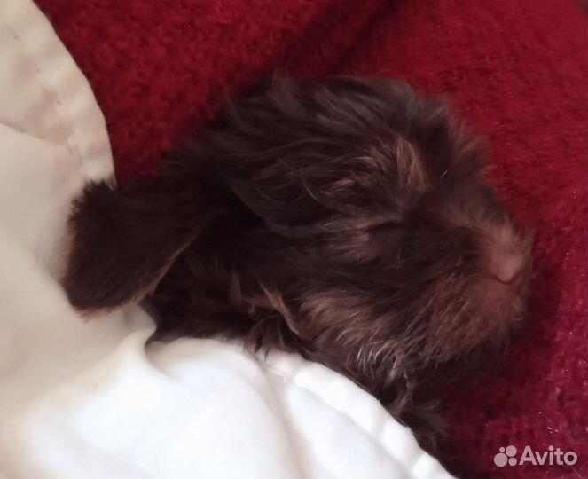 Йоркширский терьер