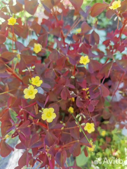 Папоротник, оксалис