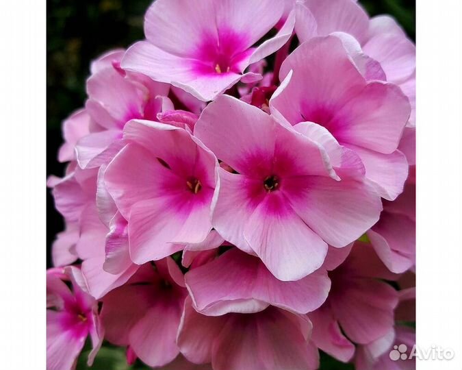 Флокс метельчатый Pink Lady