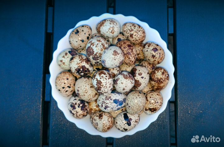 Продам перепелиные яица