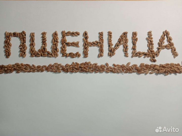 Корм для Сельхоз Животных Птиц