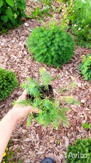 Молочай кипарисовый - эуфорбия, многолетник