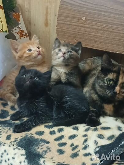 Котята в добрые руки приучены к лотку