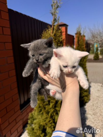 Шотландская