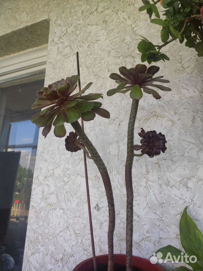 Эониум комнатное растерие