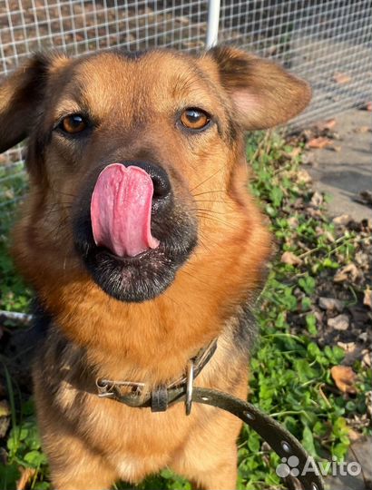 Собака в добрые руки