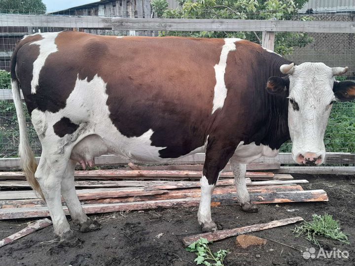 Телочки и бычек. Корова молочная
