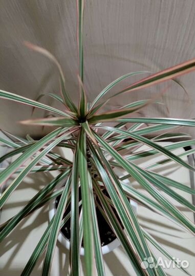 Драцена маргината