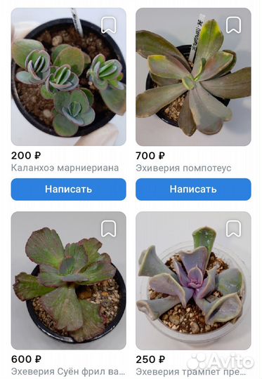 Суккуленты эхеверии алоэ эониумы ампельные