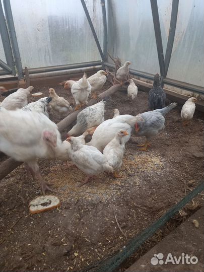 Куры несушки продам