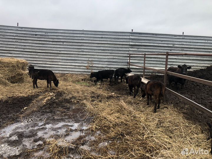 Быки абердин ангус