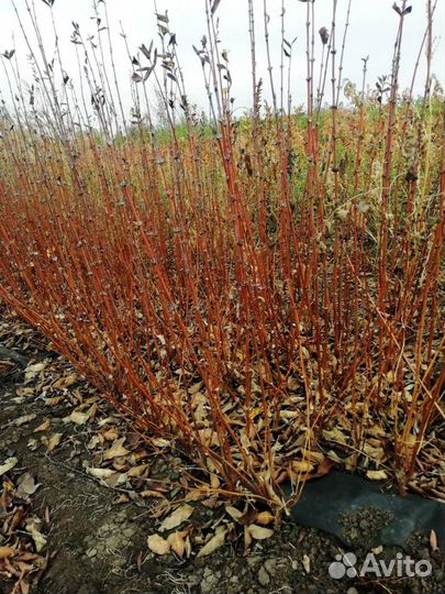 Саженцы жимолости оптом