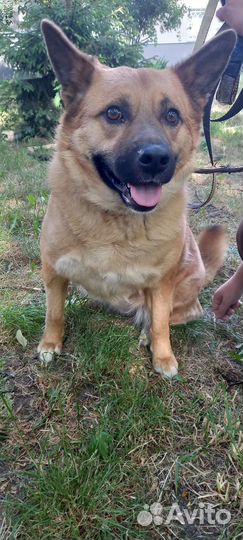 Собака улыбака