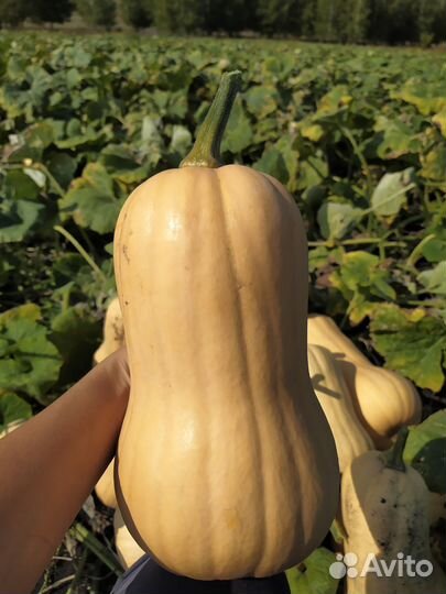 Тыква мускатная, десертная