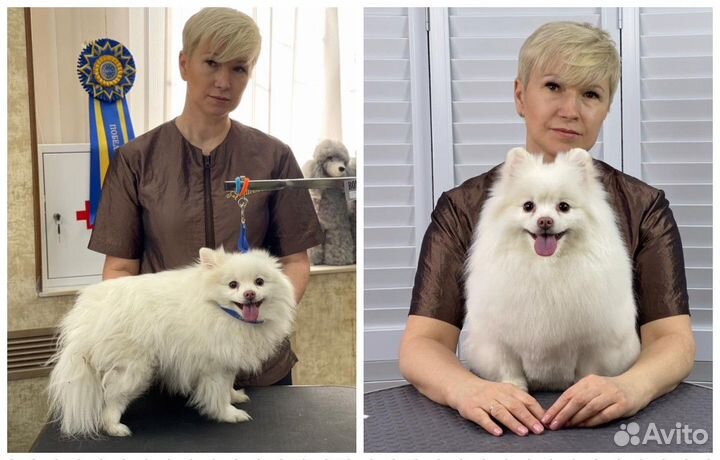 Стрижка собак/груминг