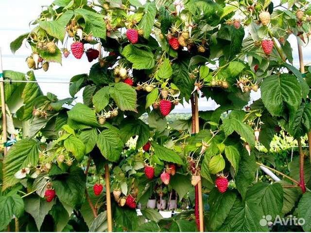 Штамбовая малина 