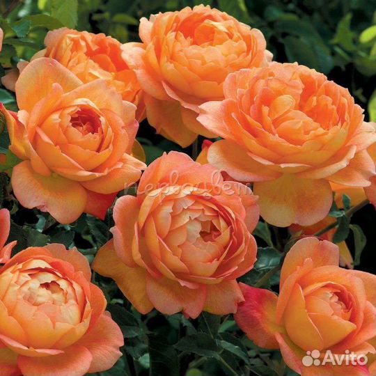 Саженцы Роз Девида Остина на осень заказ