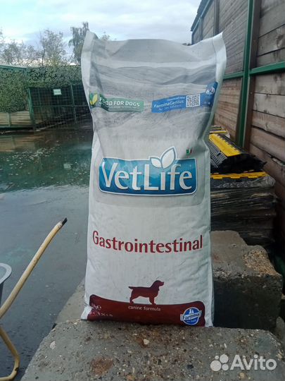 Домашние животные собаки