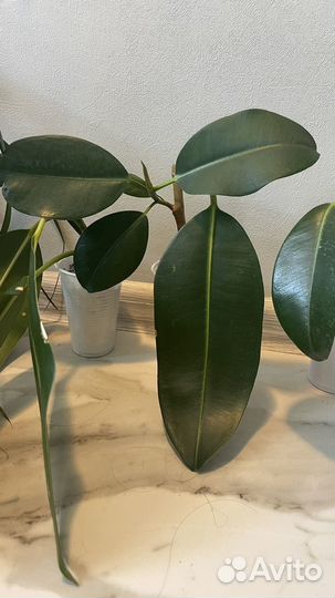 Черенки фикуса эластика (каучуконосного)