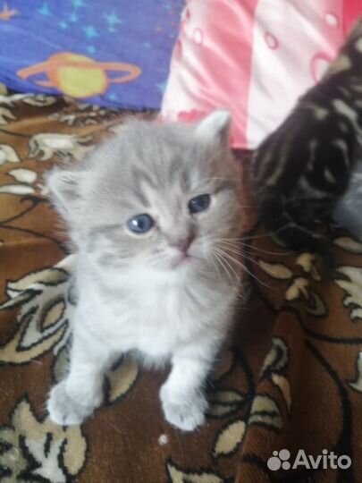 Котята вислоухой шотландской кошки
