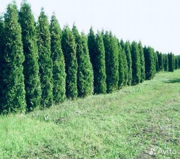 Туя крупномер