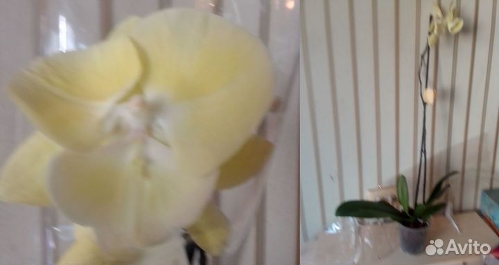 Орхидеи: попугай, биг липы, бабочка, бабулетка