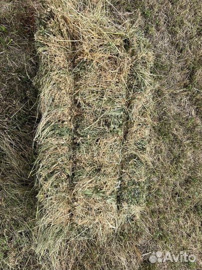 Сено люцерны в тюках