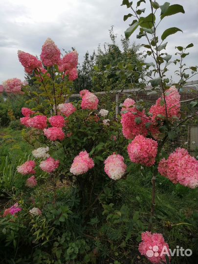 Декоративные кустарники и цветы