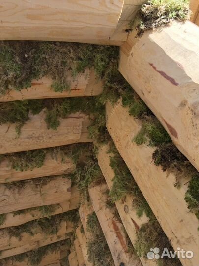 Мох болотный для утепления сруба