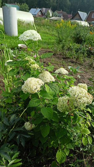 Дача 25 м² на участке 5 сот.