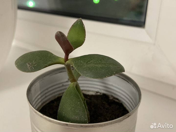 Денежное дерево толстянка