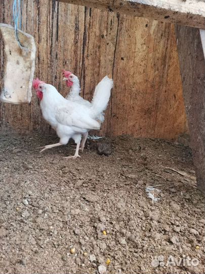 Леггорн стандарт (белый) ия, цыплята