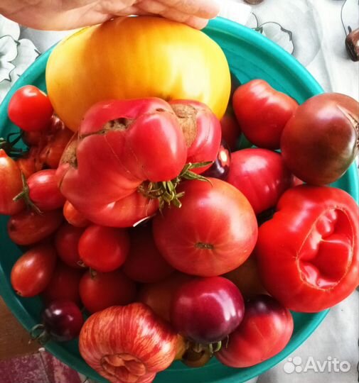 Семена томатов