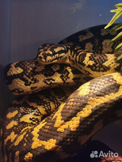 Ковровая змея чейни