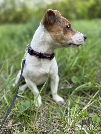 Джек Рассел терьер