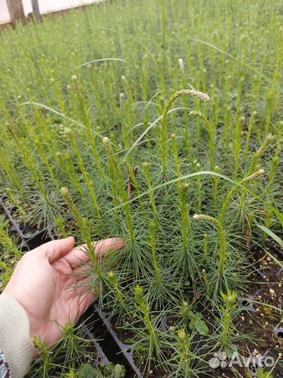 Саженцы сосны обыкновенной зкс от производителя