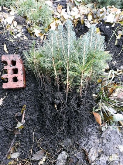 Ель голубая, лиственница, кедр, пихта. Сеянцы