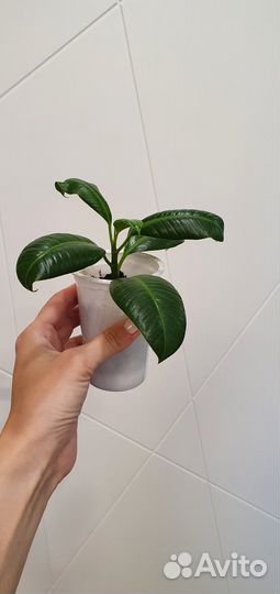 Фикус Мелани