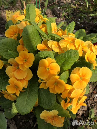 Примулы и другие многолетники