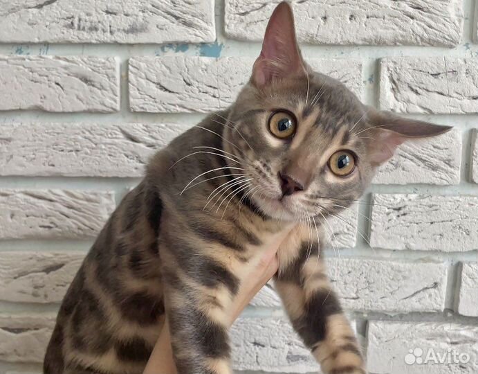 Бенгальский голубой мальчик