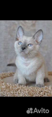 Тайская кошка объявление продам