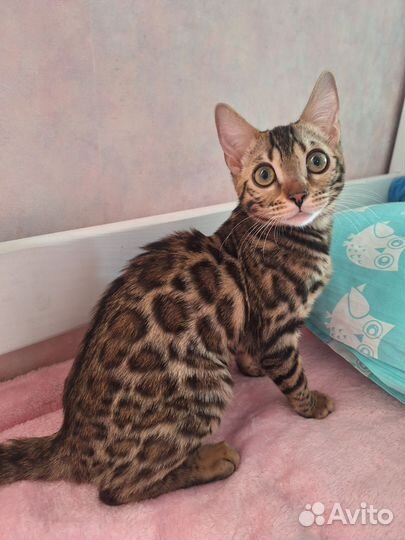 Бенгальская королева красоты